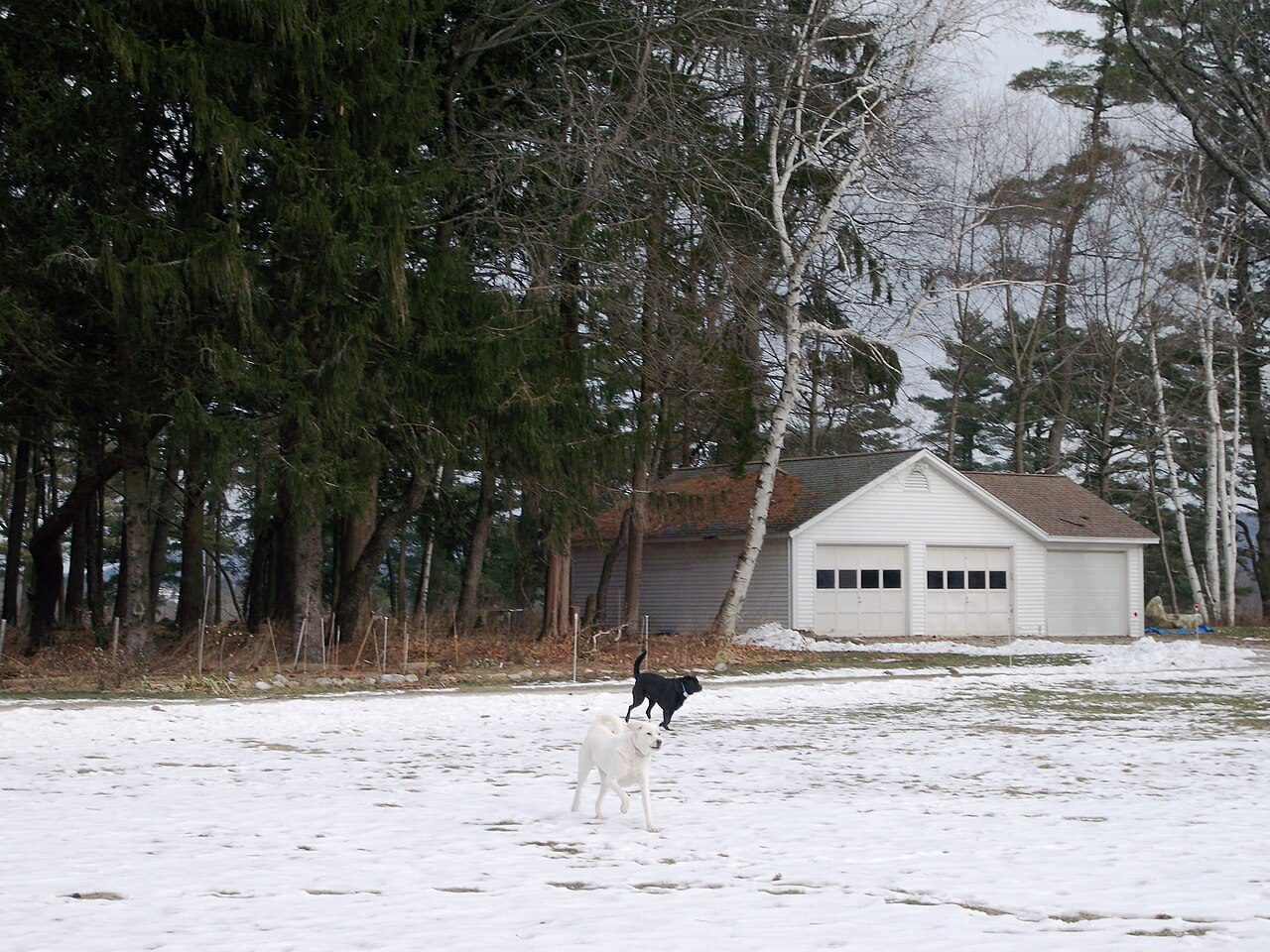 Lenox — Running Dogs Fox Hollow Drive Lenox Berkshire Massachusetts