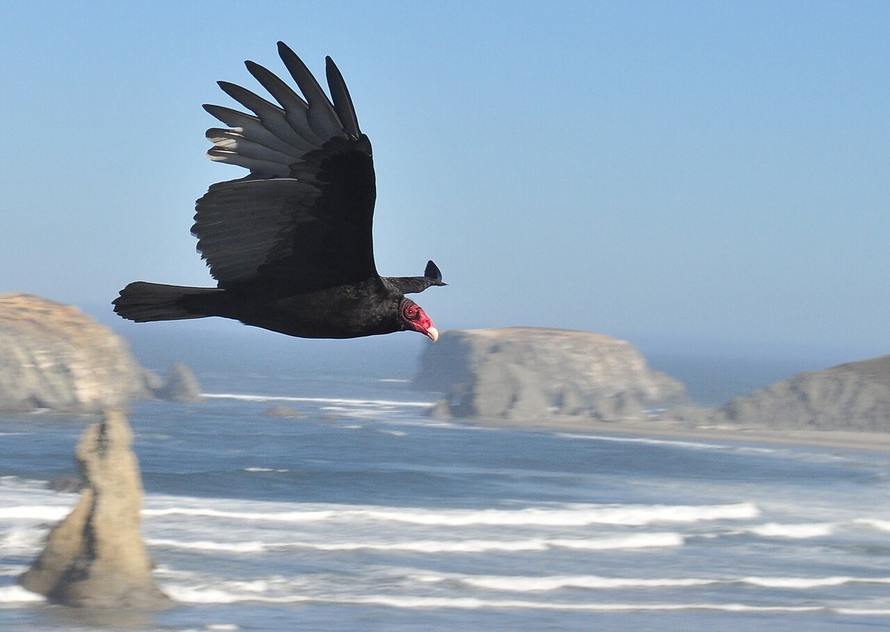Bandon — Cathartes Aura in Bandon, Oregon 01A