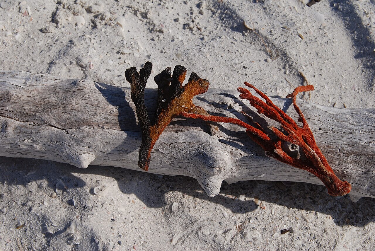 Marco Island — Sponges, Marco Island, Florida - panoramio
