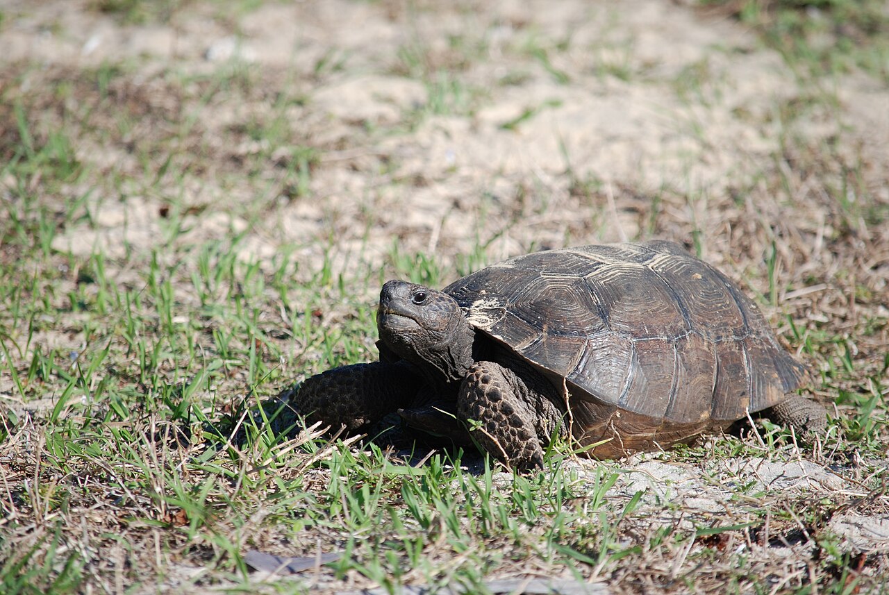 Marco Island — Gopher tortoise, Marco Island, Florida - panoramio