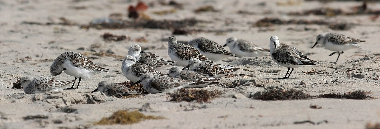 Boca Raton — Calidris alba group edit