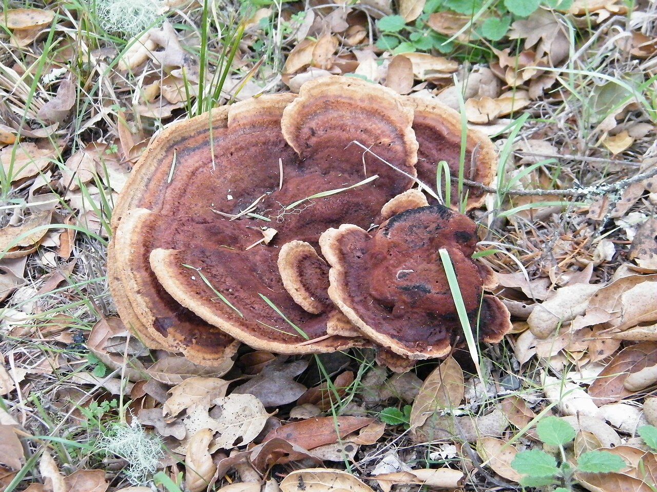 Calistoga — Fungi at petrified forest near calistoga - Sarah Stierch