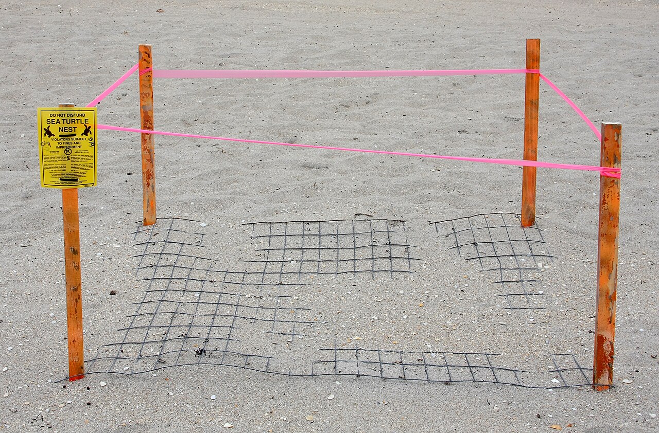 Boca Raton — Protected Sea Turtle Nest (Boca Raton FL)