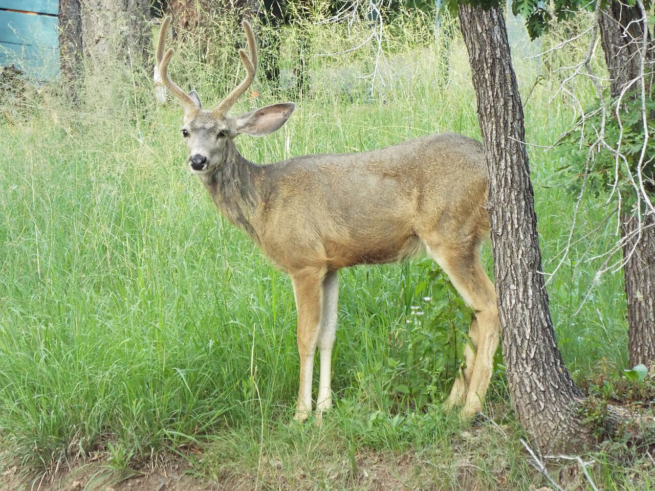 Ruidoso — Mule Deer, Upper Canyon, Ruidoso, New Mexico, August 31, 2018 (43479211465)