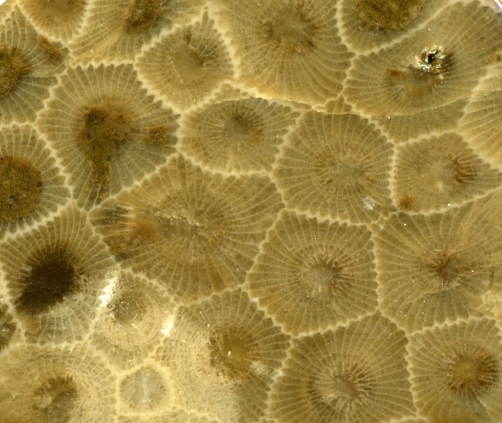 Petoskey — Hexagonaria percarinata fossil coral (Petoskey Stone), Michigan