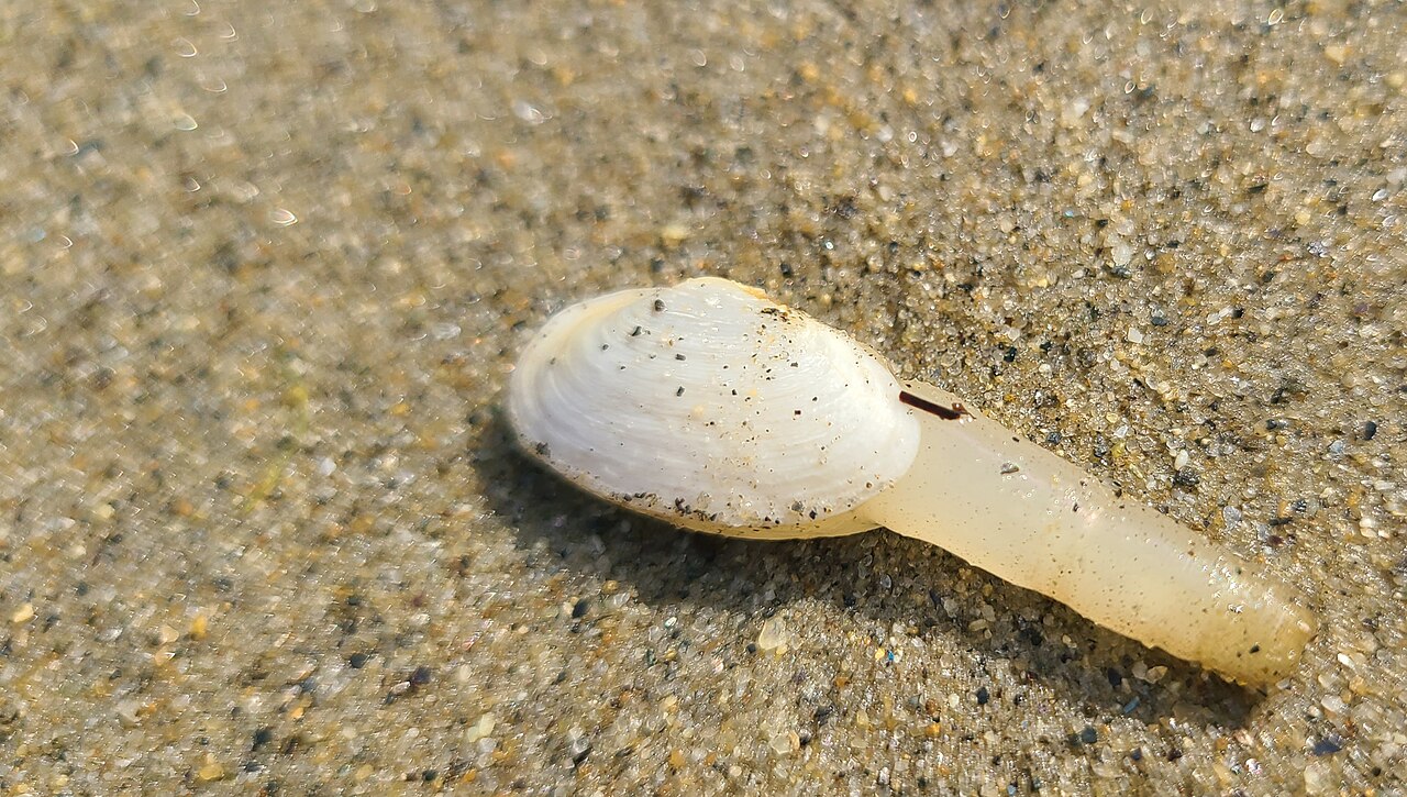 Boothbay Harbor &mdash; Clam with its siphon out in Boothbay Maine
