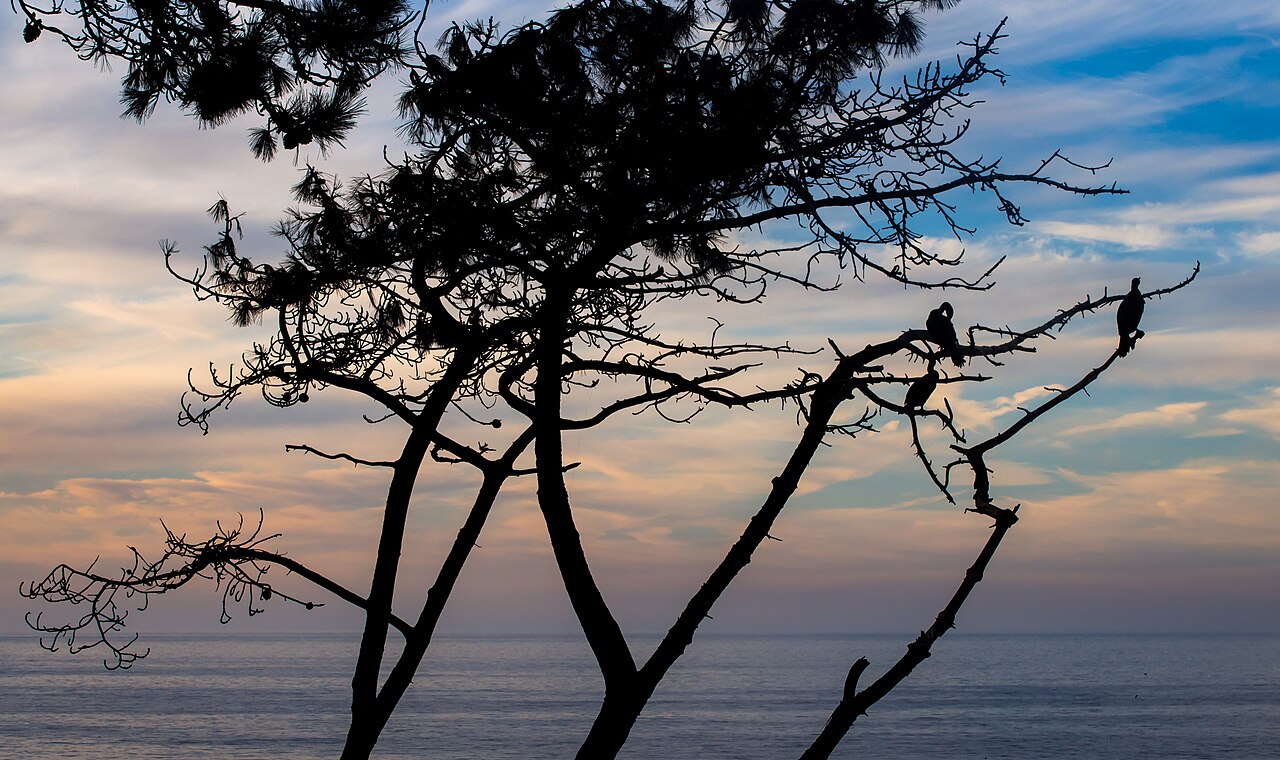 La Jolla — Cormorants silhouette in La Jolla (70737)