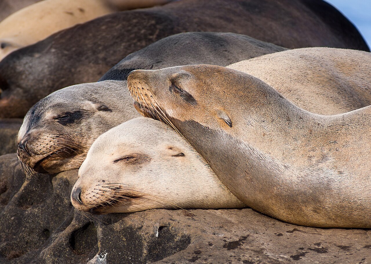 La Jolla — California sea lion nap time in La Jolla (70474)