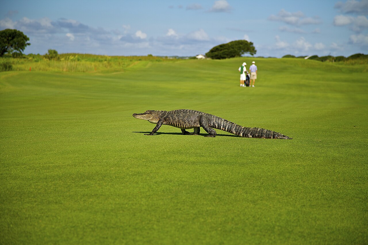 Kiawah Island &mdash; Kiawah Gator