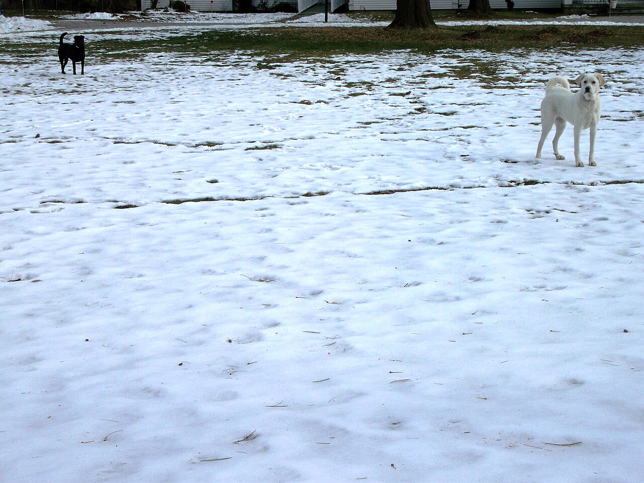 Lenox — Standing Dogs Fox Hollow Drive Lenox Berkshire Massachusetts