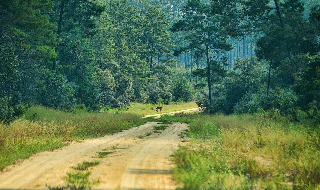 Ocala — Ocala National Forest, Ocala, Florida, US