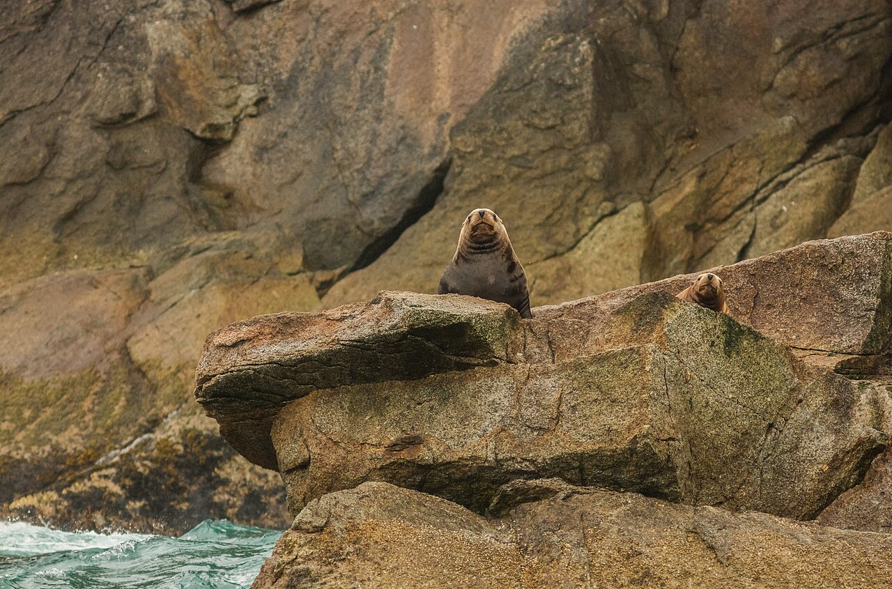 Seward — Leones marinos de Steller (Eumetopias jubatus), Bahía de Aialik, Seward, Alaska, Estados Unidos, 2017-08-21, DD 80