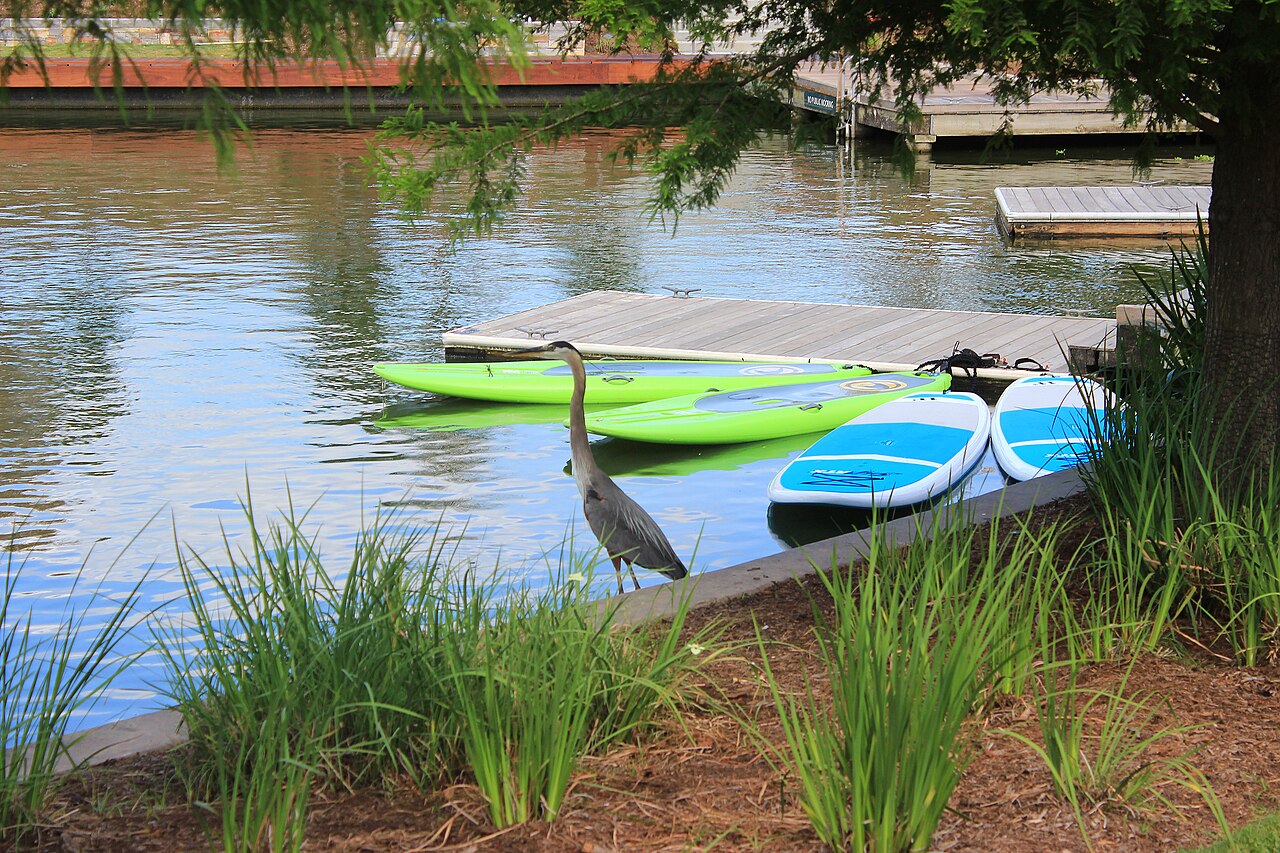 The Woodlands — Great Blue Heron, Woodlands Waterway