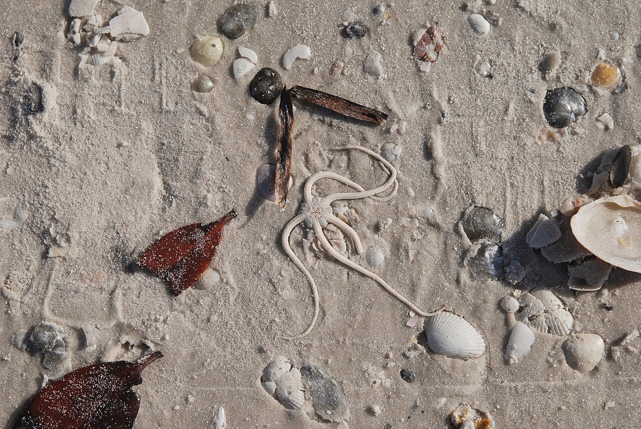 Marco Island — Starfish, Marco Island, Florida - panoramio